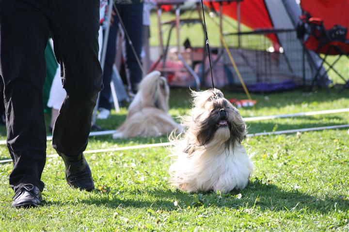 Shih Tzu Danmark